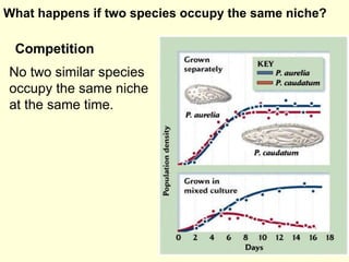 No two similar species occupy the same niche at the same time. What happens if two species occupy the same niche? Competit...