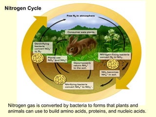 Nitrogen gas is converted by bacteria to forms that plants and animals can use to build amino acids, proteins, and nucleic...