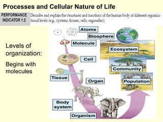 Processes and Cellular Nature of Life Levels of organization: Begins with molecules 