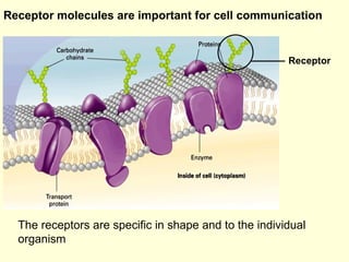 Receptor molecules are important for cell communication The receptors are specific in shape and to the individual organism...