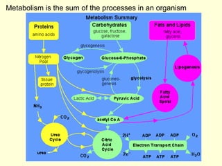 Metabolism is the sum of the processes in an organism 