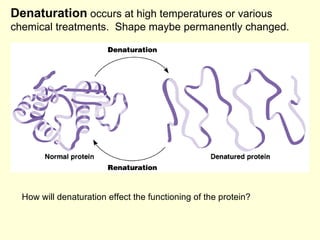 Denaturation  occurs at high temperatures or various chemical treatments.  Shape maybe permanently changed. How will denat...
