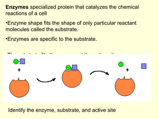 <ul><li>Enzymes  specialized protein that catalyzes the chemical reactions of a cell </li></ul><ul><li>Enzyme shape fits t...
