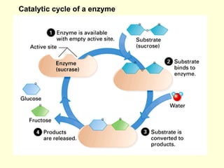Catalytic cycle of a enzyme 