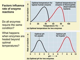 Factors influence rate of enzyme reactions Do all enzymes require the same condition?  What happens when enzymes are heate...