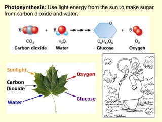 Photosynthesis : Use light energy from the sun to make sugar from carbon dioxide and water. 