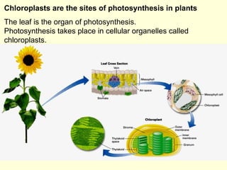 Chloroplasts are the sites of photosynthesis in plants   The leaf is the organ of photosynthesis. Photosynthesis takes pla...