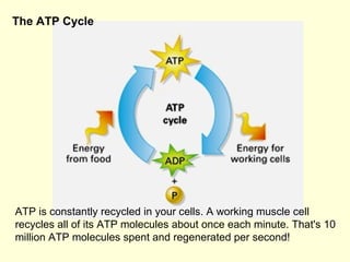 The ATP Cycle   ATP is constantly recycled in your cells. A working muscle cell recycles all of its ATP molecules about on...