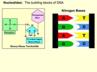Nucleotides:   The building blocks of DNA Nitrogen Bases 