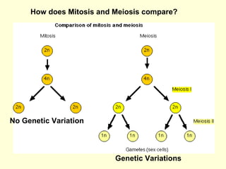 How does Mitosis and Meiosis compare? No Genetic Variation Genetic Variations 