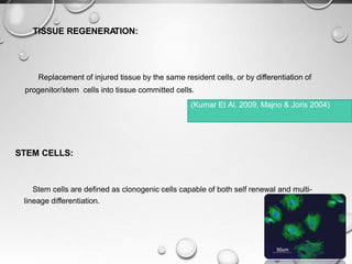 TISSUE REGENERATION:
Replacement of injured tissue by the same resident cells, or by differentiation of
progenitor/stem cells into tissue committed cells.
STEM CELLS:
Stem cells are defined as clonogenic cells capable of both self renewal and multi-
lineage differentiation.
(Kumar Et Al. 2009, Majno & Joris 2004)
 
