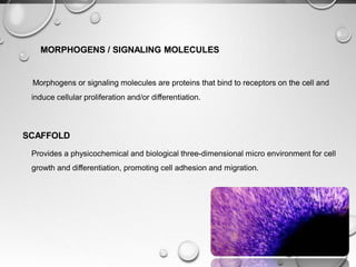 MORPHOGENS / SIGNALING MOLECULES
Morphogens or signaling molecules are proteins that bind to receptors on the cell and
induce cellular proliferation and/or differentiation.
SCAFFOLD
Provides a physicochemical and biological three-dimensional micro environment for cell
growth and differentiation, promoting cell adhesion and migration.
 