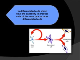Undifferentiated cells which
have the capability to produce
cells of the same type or more
differentiated cells
 