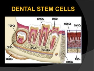 DENTAL STEM CELLS
 