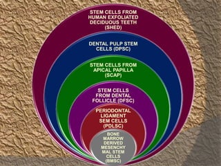STEM CELLS FROM
HUMAN EXFOLIATED
DECIDUOUS TEETH
(SHED)
DENTAL PULP STEM
CELLS (DPSC)
STEM CELLS FROM
APICAL PAPILLA
(SCAP)
STEM CELLS
FROM DENTAL
FOLLICLE (DFSC)
PERIODONTAL
LIGAMENT
SEM CELLS
(PDLSC)
BONE
MARROW
DERIVED
MESENCHY
MAL STEM
CELLS
(BMSC)
 