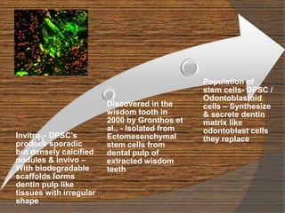Invitro – DPSC’s
produce sporadic
but densely calcified
nodules & invivo –
With biodegradable
scaffolds forms
dentin pulp like
tissues with irregular
shape
Discovered in the
wisdom tooth in
2000 by Gronthos et
al., - Isolated from
Ectomesenchymal
stem cells from
dental pulp of
extracted wisdom
teeth
Population of
stem cells- DPSC /
Odontoblastoid
cells – Synthesize
& secrete dentin
matrix like
odontoblast cells
they replace
 