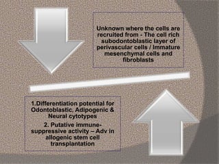 Unknown where the cells are
recruited from - The cell rich
subodontoblastic layer of
perivascular cells / Immature
mesenchymal cells and
fibroblasts
1.Differentiation potential for
Odontoblastic, Adipogenic &
Neural cytotypes
2. Putative immune-
suppressive activity – Adv in
allogenic stem cell
transplantation
 