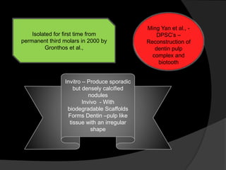 Isolated for first time from
permanent third molars in 2000 by
Gronthos et al.,
Invitro – Produce sporadic
but densely calcified
nodules
Invivo - With
biodegradable Scaffolds
Forms Dentin –pulp like
tissue with an irregular
shape
Ming Yan et al., -
DPSC’s –
Reconstruction of
dentin pulp
complex and
biotooth
 