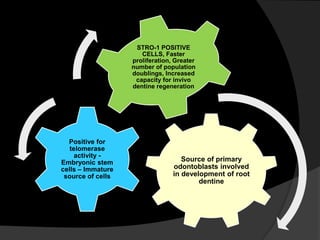 Source of primary
odontoblasts involved
in development of root
dentine
Positive for
telomerase
activity -
Embryonic stem
cells – Immature
source of cells
STRO-1 POSITIVE
CELLS, Faster
proliferation, Greater
number of population
doublings, Increased
capacity for invivo
dentine regeneration
 