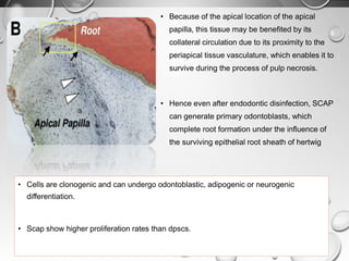 34
• Because of the apical location of the apical
papilla, this tissue may be benefited by its
collateral circulation due to its proximity to the
periapical tissue vasculature, which enables it to
survive during the process of pulp necrosis.
• Hence even after endodontic disinfection, SCAP
can generate primary odontoblasts, which
complete root formation under the influence of
the surviving epithelial root sheath of hertwig
• Cells are clonogenic and can undergo odontoblastic, adipogenic or neurogenic
differentiation.
• Scap show higher proliferation rates than dpscs.
 