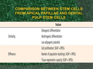 COMPARISON BETWEEN STEM CELLS
FROM APICAL PAPILLAE AND DENTAL
PULP STEM CELLS
 
