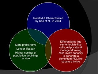 Isolated & Characterized
by Seo et al., in 2004
Differentiates into
cementoblats-like
cells, Adipocytes &
Collagen-forming
cells invitro capacity
to generate a
cementum/PDL like
structure invivo
More proliferative
Longer lifespan
Higher number of
population doublings
in vitro
 
