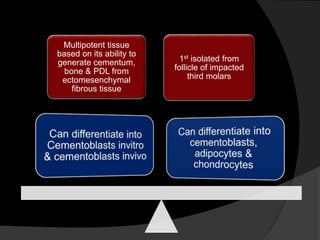 Multipotent tissue
based on its ability to
generate cementum,
bone & PDL from
ectomesenchymal
fibrous tissue
1st isolated from
follicle of impacted
third molars
 