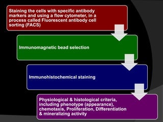 Staining the cells with specific antibody
markers and using a flow cytometer, in a
process called Fluorescent antibody cell
sorting (FACS)
Immunomagnetic bead selection
Immunohistochemical staining
Physiological & histological criteria,
including phenotype (appearance),
chemotaxis, Proliferation, Differentiation
& mineralizing activity
 