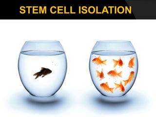 STEM CELL ISOLATION
 
