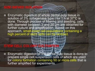SIZE-SIEVED ISOLATION
 Enzymatic digestion of whole dental pulp tissue in
solution of 3% collagenase type I for 1 h at 37°C is
done. Through process of filtering and seeding, cells
with diameter between 3 and 20 μm are obtained for
further culture and amplification. Based on this
approach, small-sized cell populations containing a
high percent of stem cells can be isolated.
STEM CELL COLONY CULTIVATION
 Enzymatic digestion of the dental pulp tissue is done to
prepare single cell suspension cells of which are used
for colony formation containing 50 or more cells that is
further amplified for experiments.
 