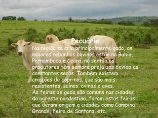 Pecuária Na região se cria principalmente gado, os maiores rebanhos bovinos estão na Bahia, Pernambuco e Ceará, no sertão os produtores têm sempre prejuízos devido as constantes secas. Também existem criações de caprinos, que são mais resistentes, suínos, ovinos e aves. As feiras de gado são comuns nas cidades do agreste nordestino, foram estas feiras que deram origem a cidades como Campina Grande, Feira de Santana, etc. 