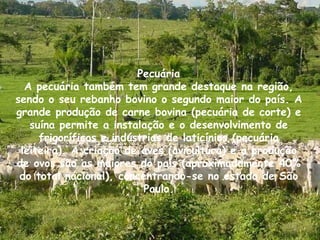Pecuária A pecuária também tem grande destaque na região, sendo o seu rebanho bovino o segundo maior do país. A grande produção de carne bovina (pecuária de corte) e suína permite a instalação e o desenvolvimento de frigoríficos e indústrias de laticínios (pecuária leiteira). A criação de aves (avicultura) e a produção de ovos são as maiores do país (aproximadamente 40% do total nacional), concentrando-se no estado de São Paulo. 