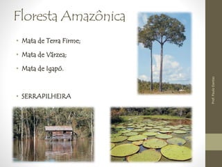 Floresta Amazônica 
• Mata de Terra Firme; 
• Mata de Várzea; 
• Mata de Igapó. 
• SERRAPILHEIRA 
Prof. Paulo Dantas 
 