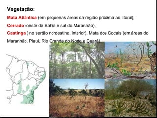 Vegetação:
Mata Atlântica (em pequenas áreas da região próxima ao litoral);
Cerrado (oeste da Bahia e sul do Maranhão),
Caatinga ( no sertão nordestino, interior), Mata dos Cocais (em áreas do
Maranhão, Piauí, Rio Grande do Norte e Ceará).
 