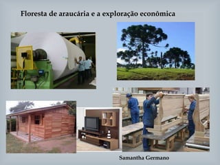 Floresta de araucária e a exploração econômica
Samantha Germano
 