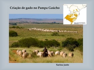 Criação de gado no Pampa Gaúcho
Sarina justo
 
