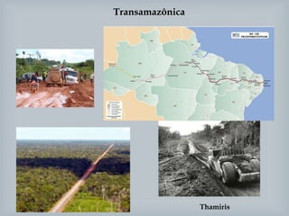 Transamazônica
Thamiris
 