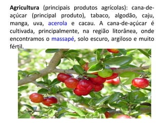 Agricultura  (principais produtos agrícolas): cana-de-açúcar (principal produto), tabaco, algodão, caju, manga, uva,  acerola  e cacau. A cana-de-açúcar é cultivada, principalmente, na região litorânea, onde encontramos o  massapé , solo escuro, argiloso e muito fértil. 