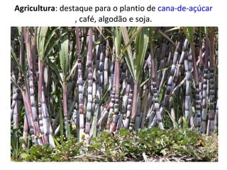 Agricultura : destaque para o plantio de  cana-de-açúcar , café, algodão e soja. 