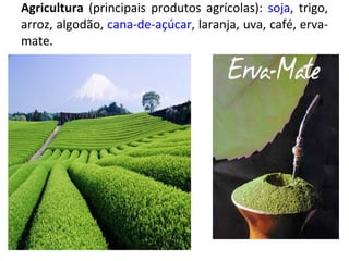 Agricultura  (principais produtos agrícolas):  soja , trigo, arroz, algodão,  cana-de-açúcar , laranja, uva, café, erva-mate. 