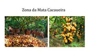 Zona da Mata Cacaueira
 