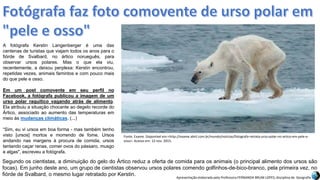 Apresentação elaborada pela Professora FERNANDA BRUM LOPES, disciplina de Geografia
A fotógrafa Kerstin Langenberger é uma das
centenas de turistas que viajam todos os anos para o
fiórde de Svalbard, no ártico norueguês, para
observar ursos polares. Mas o que ela viu,
recentemente, a deixou perplexa: Kerstin encontrou,
repetidas vezes, animais famintos e com pouco mais
do que pele e osso.
Em um post comovente em seu perfil no
Facebook, a fotógrafa publicou a imagem de um
urso polar raquítico vagando atrás de alimento.
Ela atribuiu a situação chocante ao degelo recorde do
Ártico, associado ao aumento das temperaturas em
meio às mudanças climáticas. (...)
“Sim, eu vi ursos em boa forma - mas também tenho
visto [ursos] mortos e morrendo de fome. Ursos
andando nas margens à procura de comida, ursos
tentando caçar renas, comer ovos do pássaro, musgo
e algas", escreveu a fotógrafa.
Segundo os cientistas, a diminuição do gelo do Ártico reduz a oferta de comida para os animais (o principal alimento dos ursos são
focas). Em junho deste ano, um grupo de cientistas observou ursos polares comendo golfinhos-de-bico-branco, pela primeira vez, no
fiórde de Svalbard, o mesmo lugar retratado por Kerstin.
Fonte. Exame. Disponível em:<http://exame.abril.com.br/mundo/noticias/fotografa-retrata-urso-polar-no-artico-em-pele-e-
osso>. Acesso em: 12 nov. 2015.
 