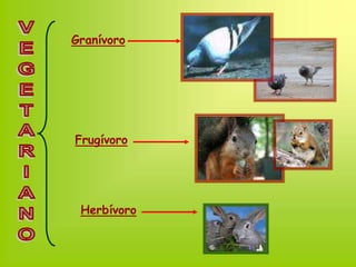 Granívoro
Frugívoro
Herbívoro
 