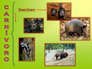 Insectívoro
 