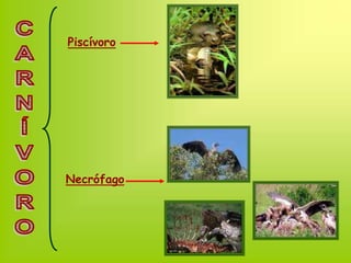 Piscívoro
Necrófago
 