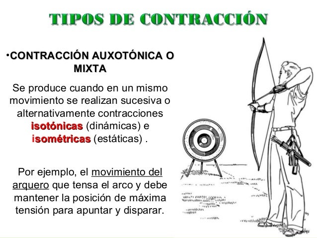 Regimenes de trabajo muscular en la fuerza Regimenes de trabajo muscular en la fuerza