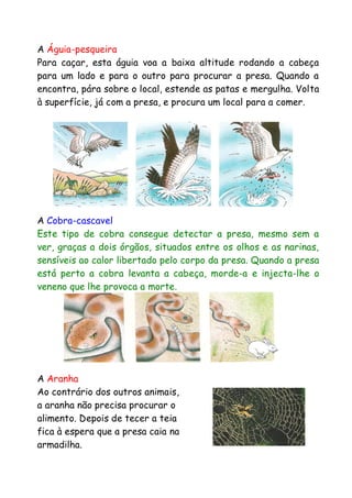 A Águia-pesqueira
Para caçar, esta águia voa a baixa altitude rodando a cabeça
para um lado e para o outro para procurar a presa. Quando a
encontra, pára sobre o local, estende as patas e mergulha. Volta
à superfície, já com a presa, e procura um local para a comer.

A Cobra-cascavel
Este tipo de cobra consegue detectar a presa, mesmo sem a
ver, graças a dois órgãos, situados entre os olhos e as narinas,
sensíveis ao calor libertado pelo corpo da presa. Quando a presa
está perto a cobra levanta a cabeça, morde-a e injecta-lhe o
veneno que lhe provoca a morte.

A Aranha
Ao contrário dos outros animais,
a aranha não precisa procurar o
alimento. Depois de tecer a teia
fica à espera que a presa caia na
armadilha.

 