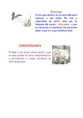 O morcego
O morcego desloca-se na escuridão para
capturar a sua presa. Ele tem a
capacidade de emitir sons que os
humanos não ouvem – ultra-sons – e que
ao chocarem no obstáculo lhe permitem
saber o que é e a que distância está.

CURIOSIDADES
O lince é um animal muito astuto, caça
as suas presas de noite imobilizando-as
e partindo-lhe a coluna vertebral ao
nível do pescoço.

 