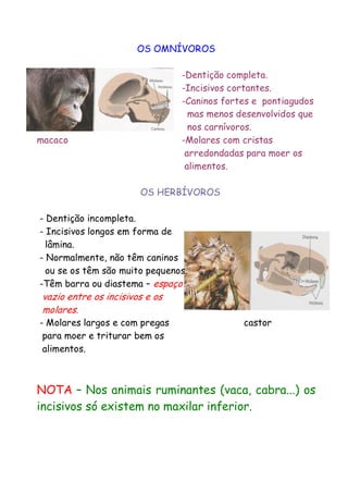 OS OMNÍVOROS
-Dentição completa.
-Incisivos cortantes.
-Caninos fortes e pontiagudos
mas menos desenvolvidos que
nos carnívoros.
-Molares com cristas
arredondadas para moer os
alimentos.

macaco

OS HERBÍVOROS
- Dentição incompleta.
- Incisivos longos em forma de
lâmina.
- Normalmente, não têm caninos
ou se os têm são muito pequenos.
-Têm barra ou diastema – espaço

vazio entre os incisivos e os
molares.

- Molares largos e com pregas
para moer e triturar bem os
alimentos.

castor

NOTA – Nos animais ruminantes (vaca, cabra...) os
incisivos só existem no maxilar inferior.

 