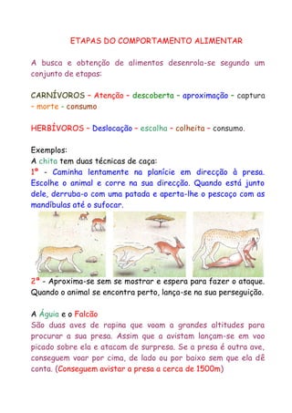 ETAPAS DO COMPORTAMENTO ALIMENTAR
A busca e obtenção de alimentos desenrola-se segundo um
conjunto de etapas:
CARNÍVOROS – Atenção – descoberta – aproximação – captura
– morte - consumo
HERBÍVOROS – Deslocação – escolha – colheita – consumo.
Exemplos:
A chita tem duas técnicas de caça:
1ª - Caminha lentamente na planície em direcção à presa.
Escolhe o animal e corre na sua direcção. Quando está junto
dele, derruba-o com uma patada e aperta-lhe o pescoço com as
mandíbulas até o sufocar.

2ª - Aproxima-se sem se mostrar e espera para fazer o ataque.
Quando o animal se encontra perto, lança-se na sua perseguição.
A Águia e o Falcão
São duas aves de rapina que voam a grandes altitudes para
procurar a sua presa. Assim que a avistam lançam-se em voo
picado sobre ela e atacam de surpresa. Se a presa é outra ave,
conseguem voar por cima, de lado ou por baixo sem que ela dê
conta. (Conseguem avistar a presa a cerca de 1500m)

 